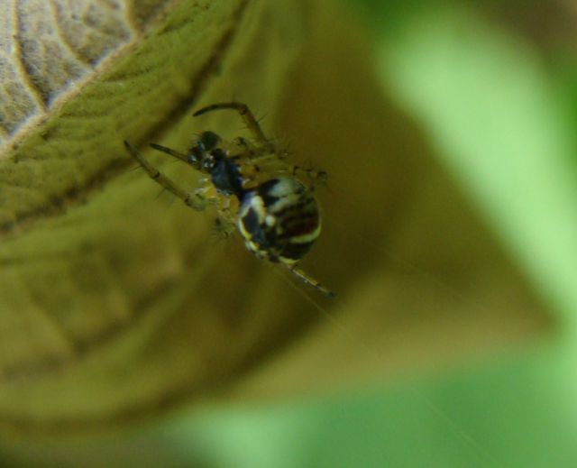 Mangora acalypha